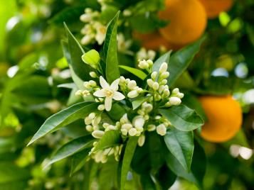 Orange tree in blossom