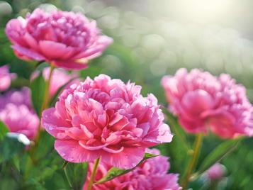 Peony flowers closeup