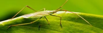 Plant pests