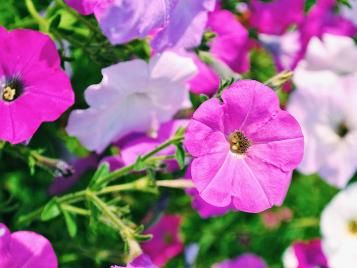 Petunia flowers closeup