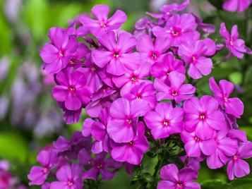 Phlox flowers