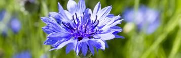 Cornflower (Centaurea Cyanus)