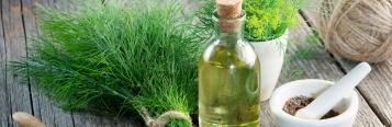 Dill (Anethum Graveolens)