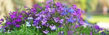 Lobelia, Cardinal Flower (Lobelia)