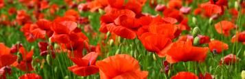 Poppy (Papaver)