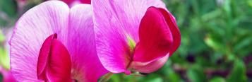 Image for Sweet peas (Lathyrus odoratus)
