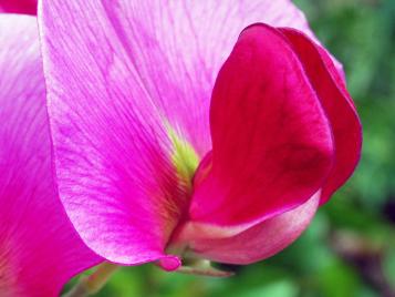 Sweet pea flowers