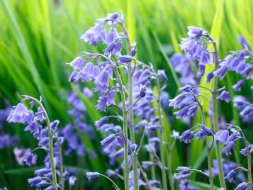 Bluebells closeup