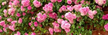  Rosier