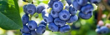 Les Petits Fruits Insolites Au Jardin