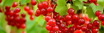 Currants - Black, Red, White (Ribes nigrum, Ribes rubrum)