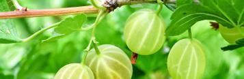Gooseberries (Ribes Uva-crispa)