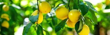Lemons (Citrus x limon)