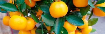 Oranges (Citrus Sinensis)