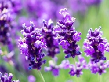 Lavender flowers