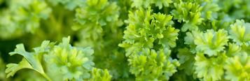 Parsley (Petroselinum Crispum)