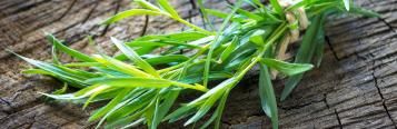 Tarragon (Artemisia Dracunculus)