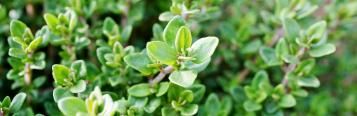 Thyme (Thymus)