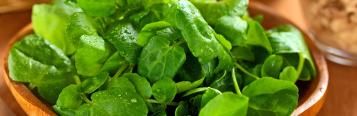 Watercress (Nasturtium Officinale)