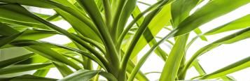Yucca