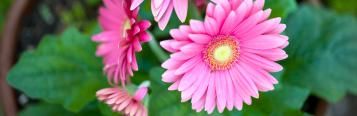 Gerbera, Transvaal Daisy (Gerbera)