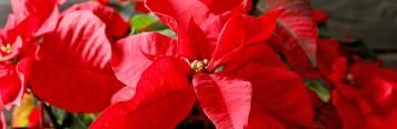 Poinsettia (Euphorbia Pulcherrima)