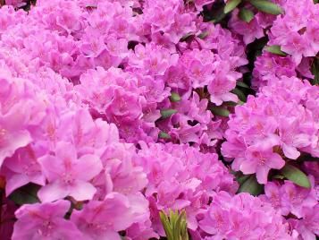 Rhododendron flowers