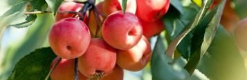 Crab Apples (Malus)