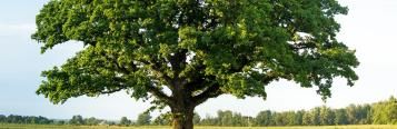 Oak (Quercus robur and Quercus petraea)