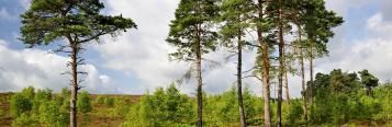 Scots Pine (Pinus sylvestris)