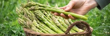 Asparagus (Asparagus officinalis)