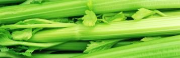 Celery (Apium graveolens)