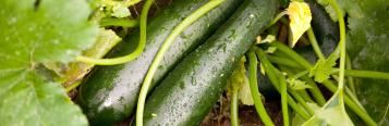 Image for Courgettes (Cucurbita pepo)