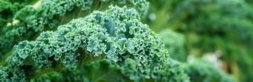 Kale (Brassica oleracea var. sabellica)