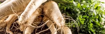 Parsnips (Pastinaca sativa)
