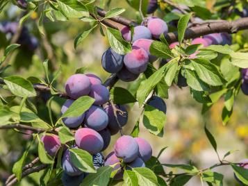 Plums growing