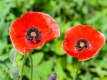 Papaver rhoeas