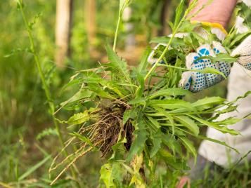 Hand weeding discount