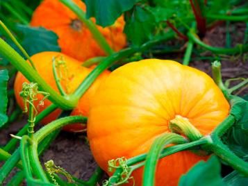 Growing pumpkins in the garden