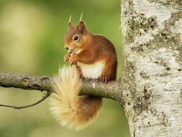 Red squirrel perched in a tree