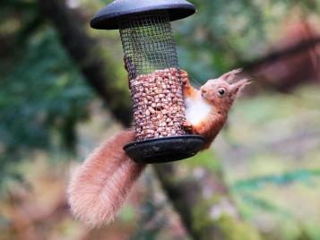 Red squirrel perched on a bird feeder