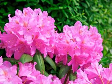 Rhododendrons are an ericaceous plant