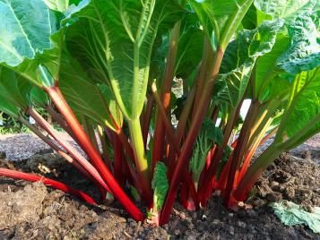 Rhubarb growing