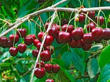 Ripe cherries on cherry tree