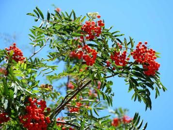 Mountain ash/rowan tree branch closeup