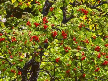 Rowan tree with berries