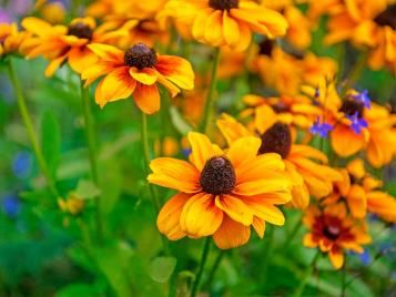 Rudbeckia/coneflower flowers closeup