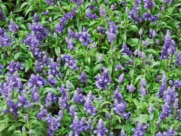 Growing Sage UK  How to Grow & Care For Sage - Herb Expert