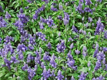 Salvia officinalis flowering in summer