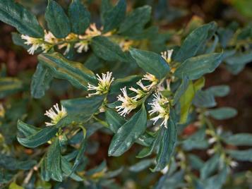 Sarcococca in flower closeup